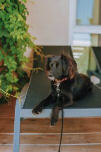 Dog friendly campsite